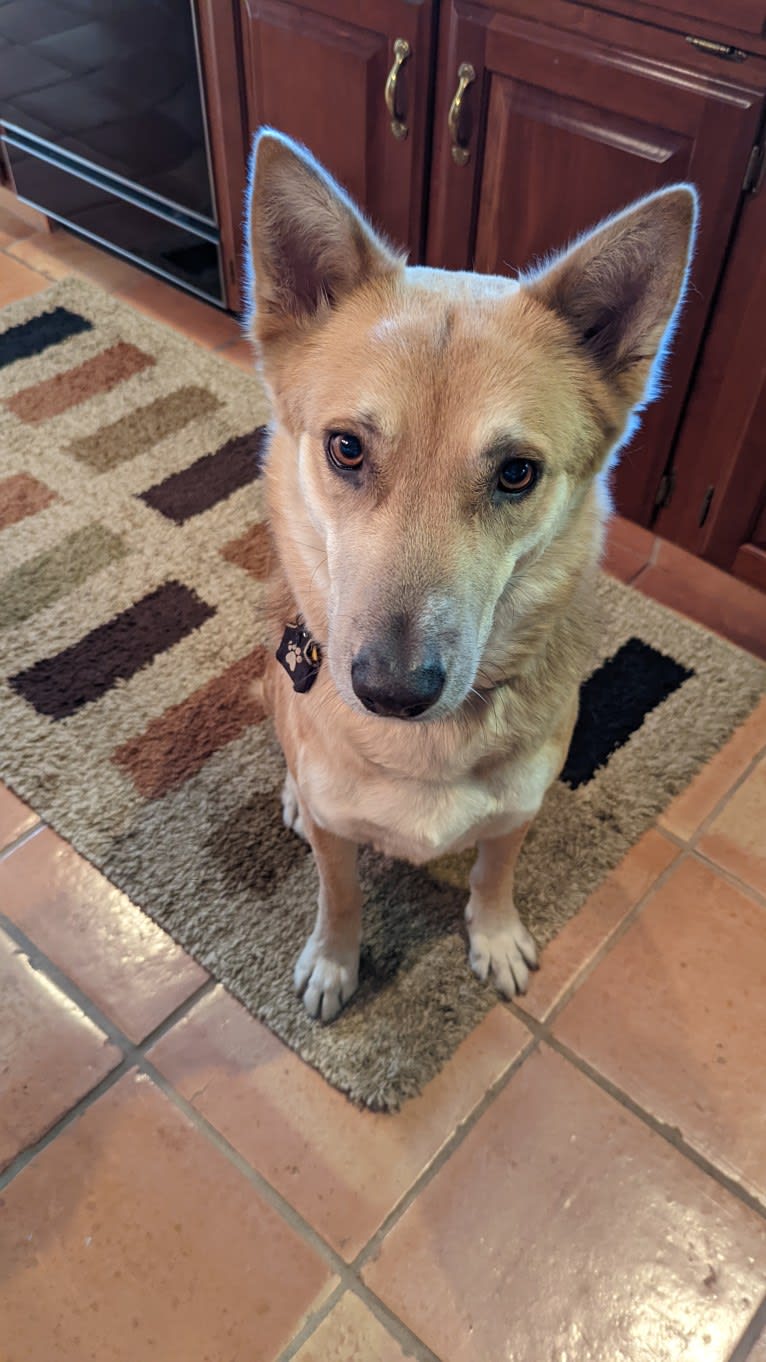 Loki, a German Shepherd Dog and Siberian Husky mix tested with EmbarkVet.com