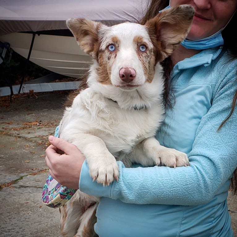 Lapa, a Cardigan Welsh Corgi tested with EmbarkVet.com