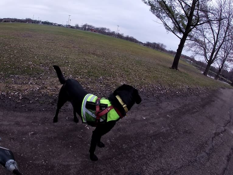 Victor, a Labrador Retriever and German Shepherd Dog mix tested with EmbarkVet.com