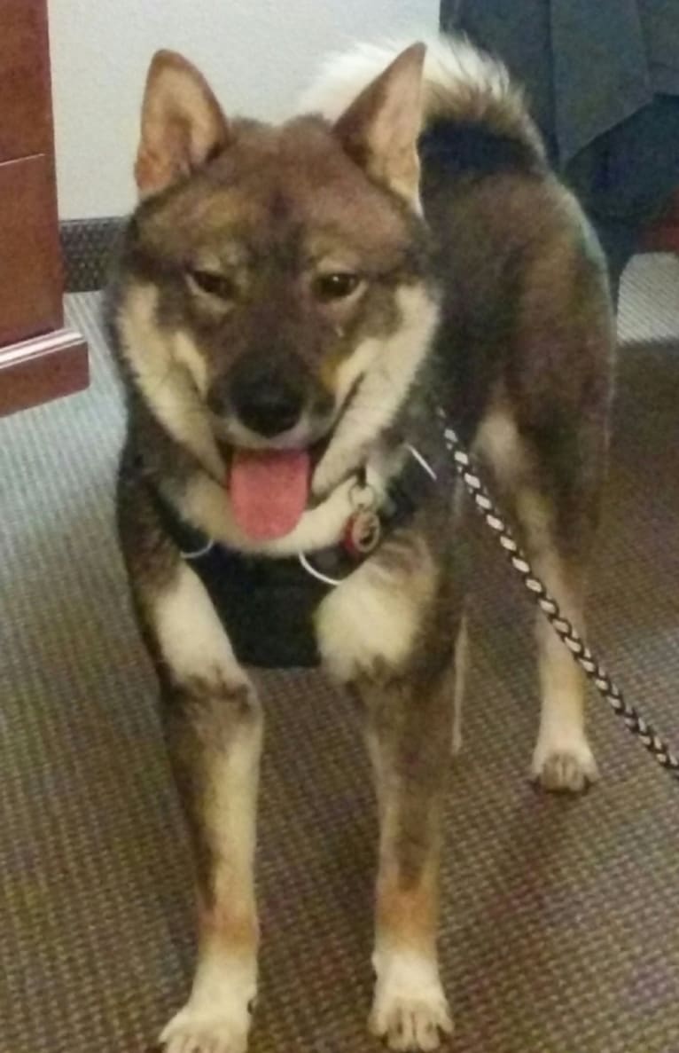 Jirou-San, a Shikoku tested with EmbarkVet.com