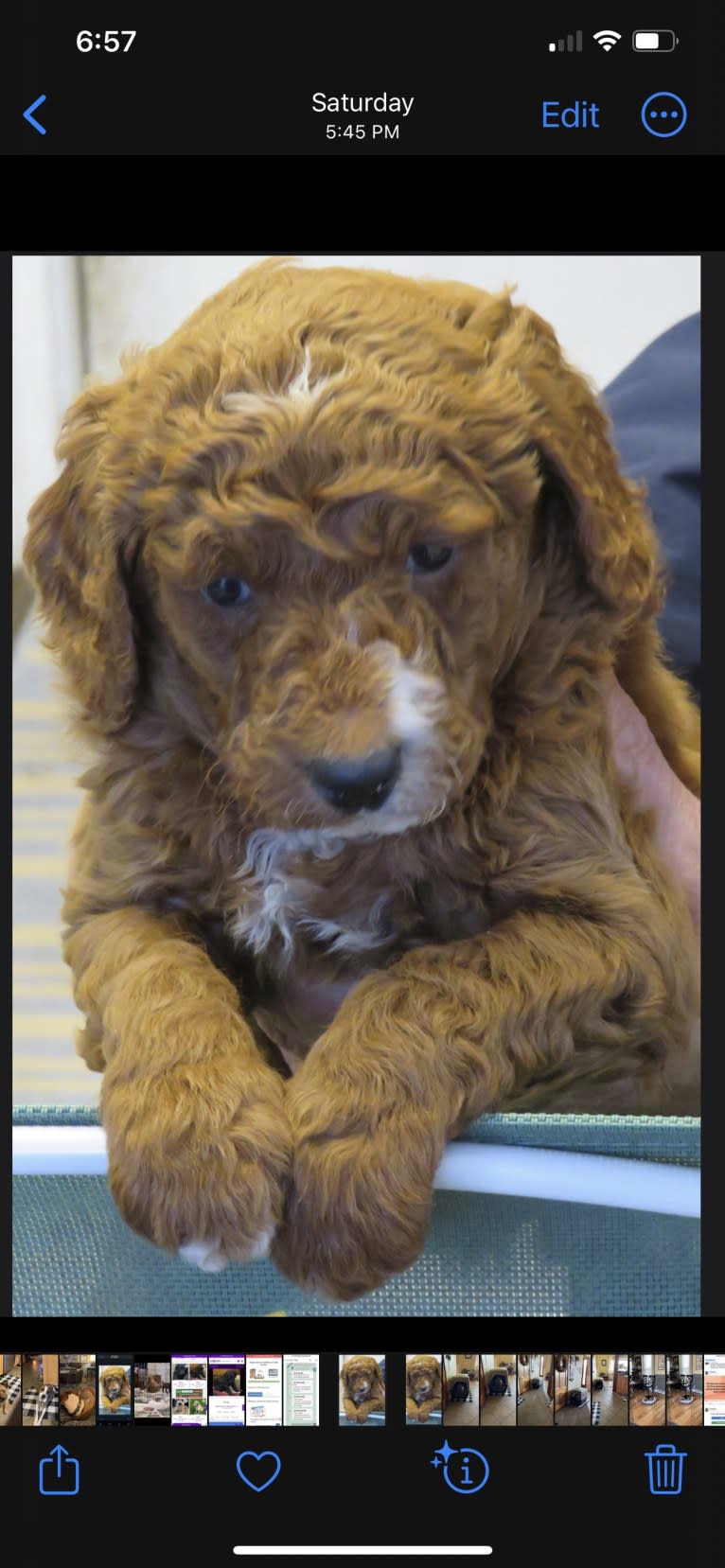 Figgy, a Goldendoodle tested with EmbarkVet.com