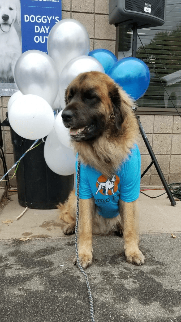 Countryhills Winston, a Leonberger tested with EmbarkVet.com