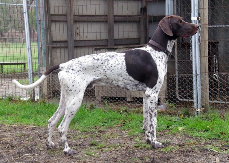 Crixus, a German Shorthaired Pointer and Alaskan-type Husky mix tested with EmbarkVet.com