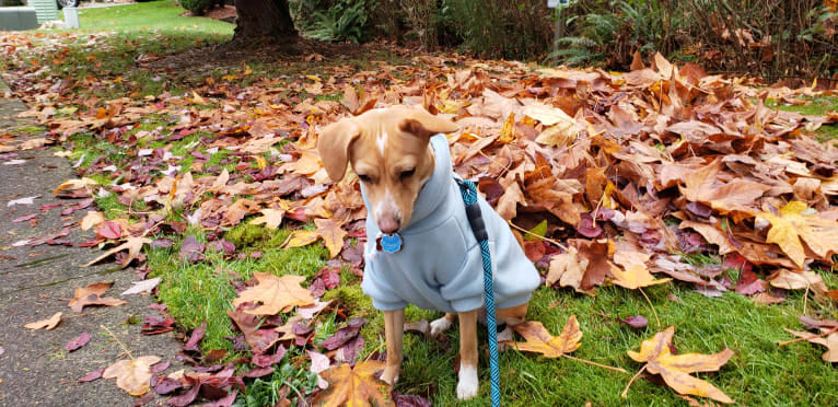 Marnie, a Chihuahua and Dachshund mix tested with EmbarkVet.com