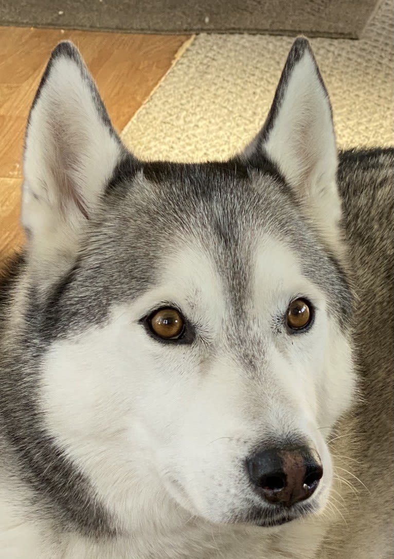 Buck, a Siberian Husky and German Shepherd Dog mix tested with EmbarkVet.com