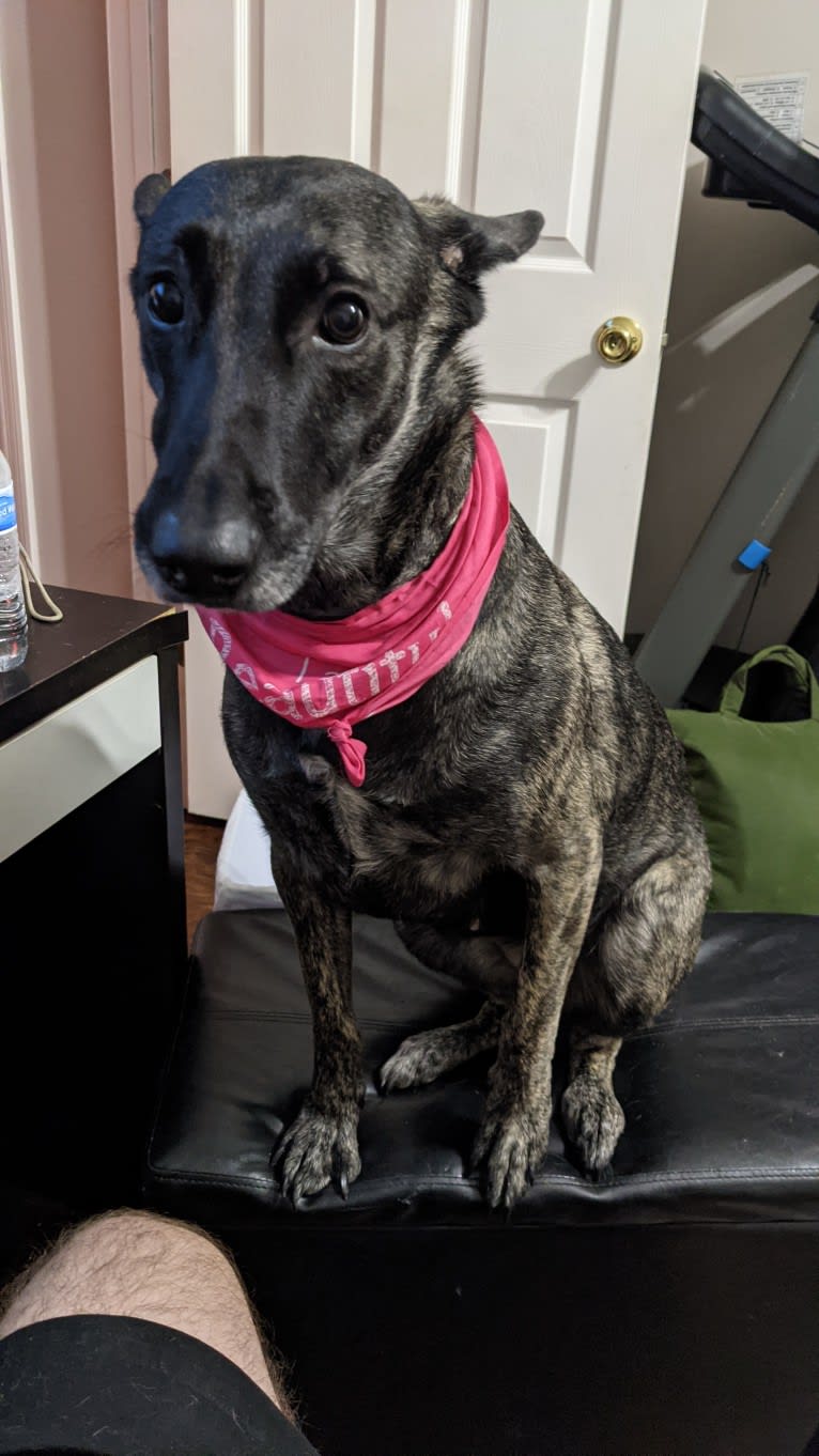 Mako, a Dutch Shepherd tested with EmbarkVet.com