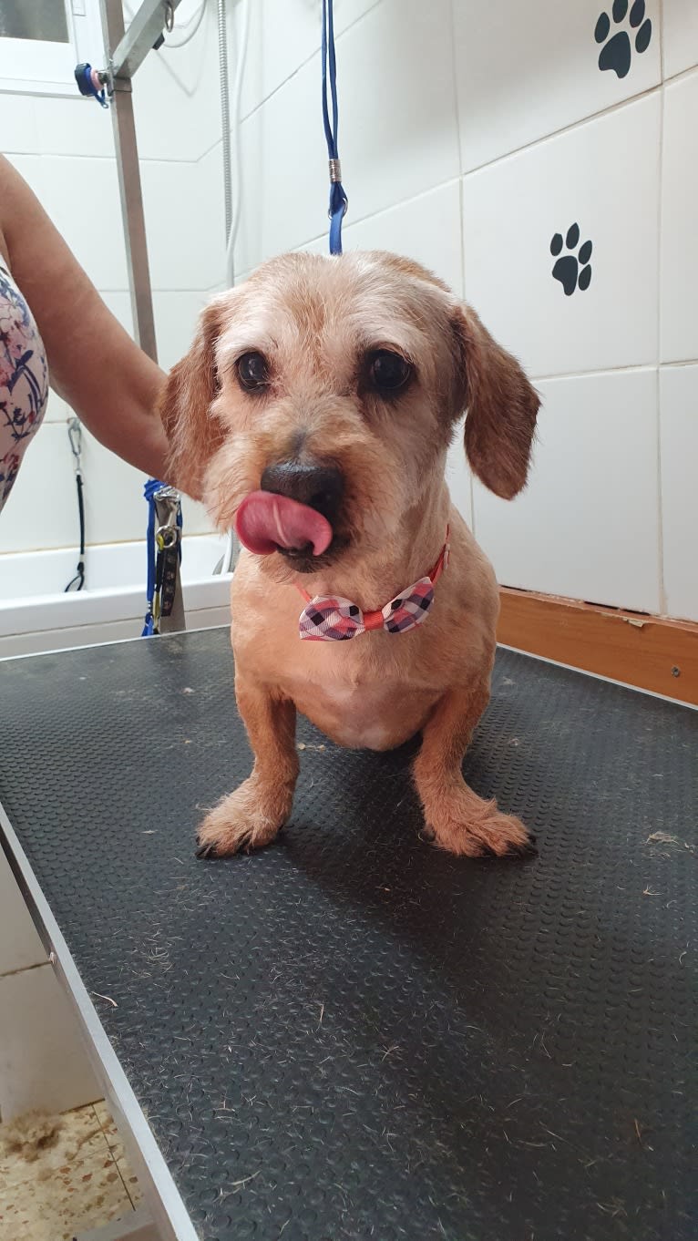 George, a Dachshund and Pekingese mix tested with EmbarkVet.com