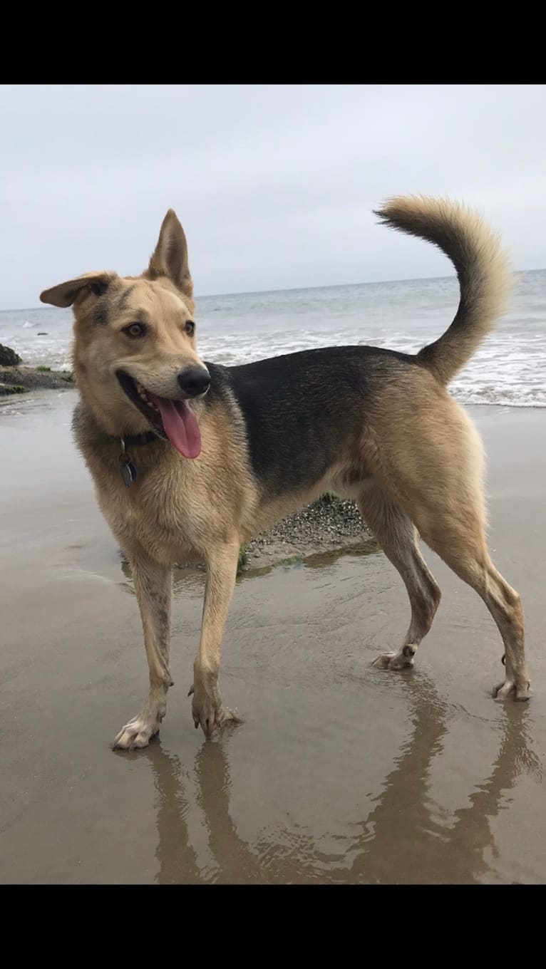 Indy, a German Shepherd Dog and Chow Chow mix tested with EmbarkVet.com