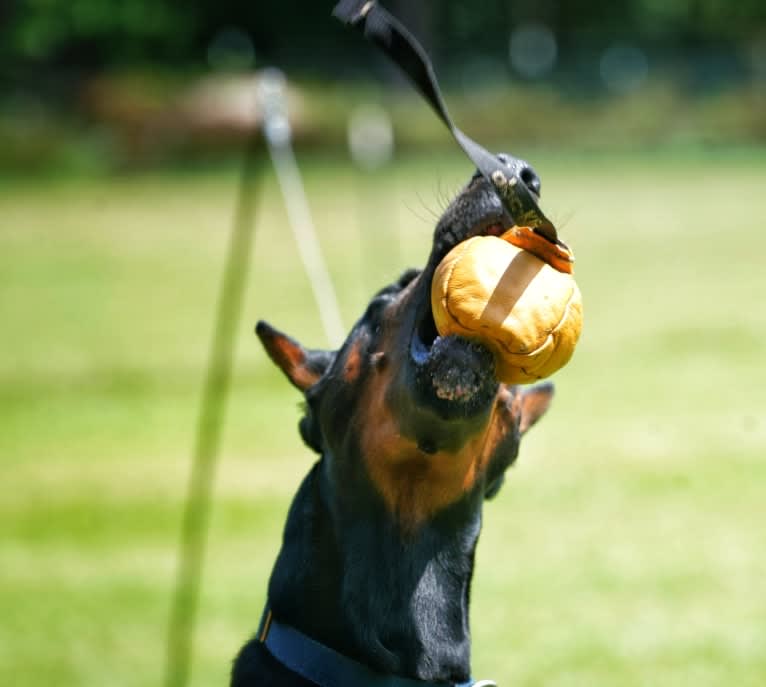 Duke, a Doberman Pinscher tested with EmbarkVet.com