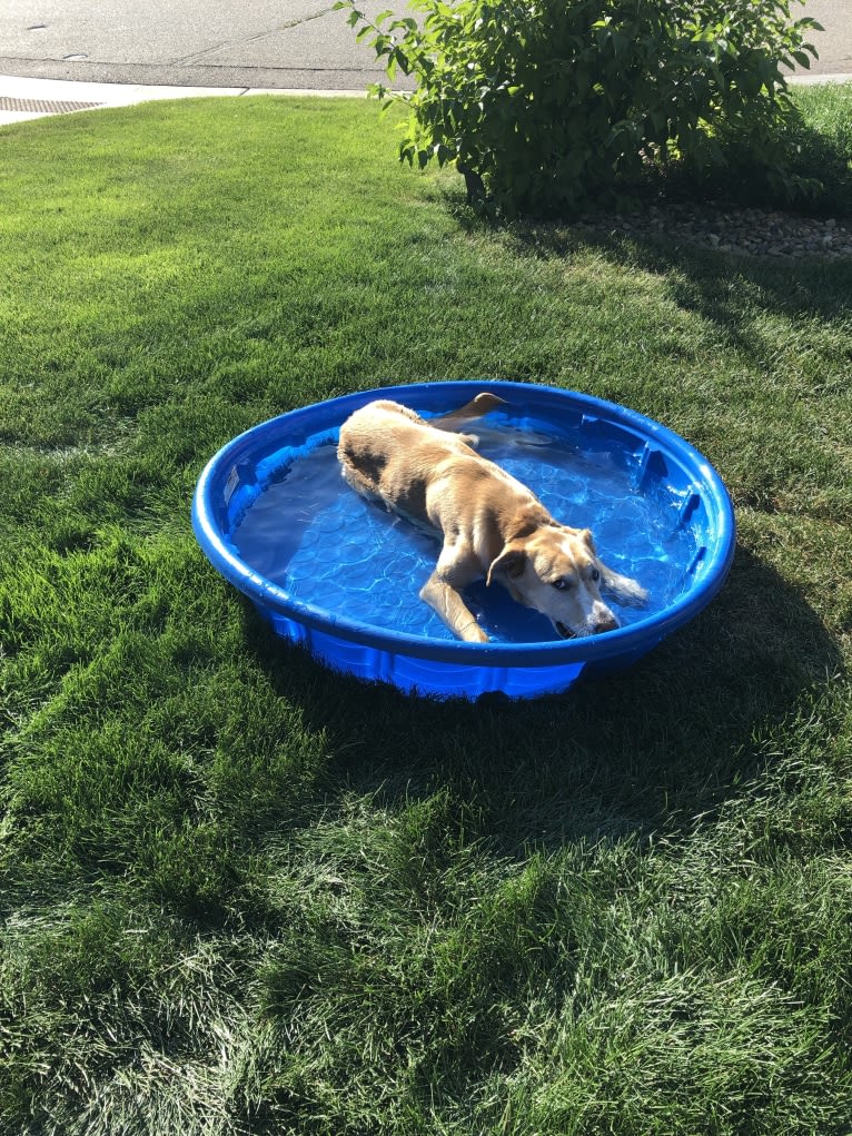 Augie, a Labrador Retriever and Australian Cattle Dog mix tested with EmbarkVet.com
