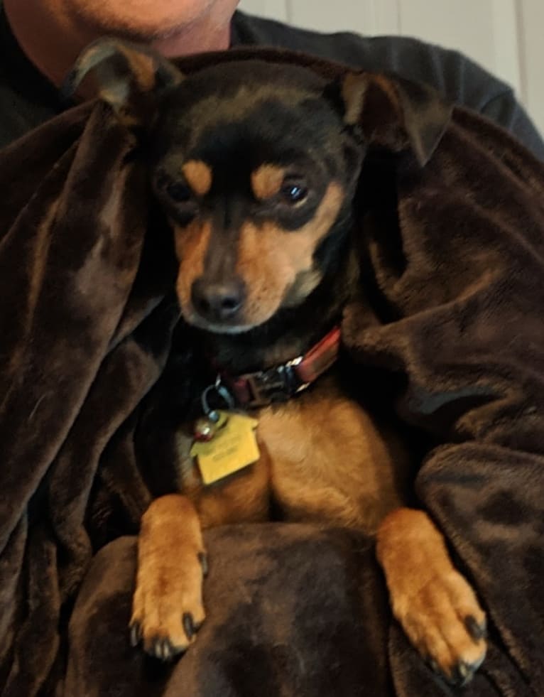 Dante, a Miniature Pinscher and Chihuahua mix tested with EmbarkVet.com