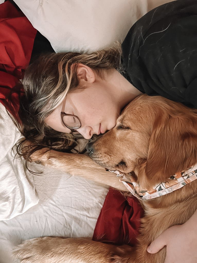 Marley, a Golden Retriever tested with EmbarkVet.com