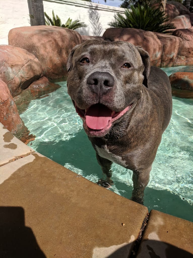 Left Brain, an American Bully and American Bulldog mix tested with EmbarkVet.com