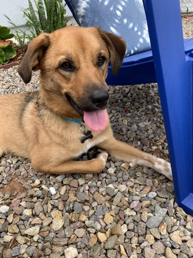 Daisy Mae, a Great Pyrenees and Australian Cattle Dog mix tested with EmbarkVet.com