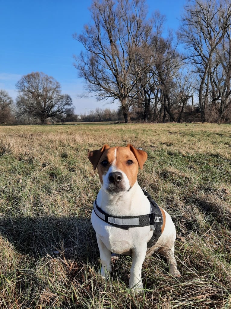 Skippy, a Russell-type Terrier and Smooth Fox Terrier mix tested with EmbarkVet.com