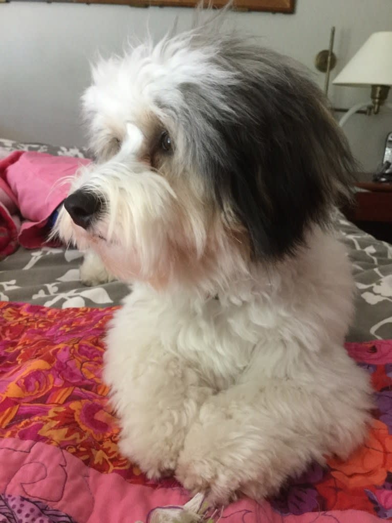 Wesley, a Coton de Tulear tested with EmbarkVet.com