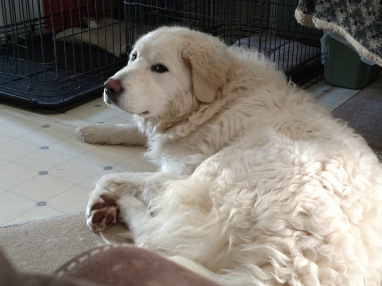 Halle, a Maremma Sheepdog tested with EmbarkVet.com