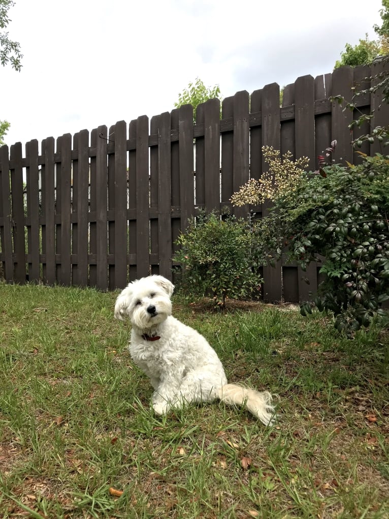 Bastien, a Havanese tested with EmbarkVet.com