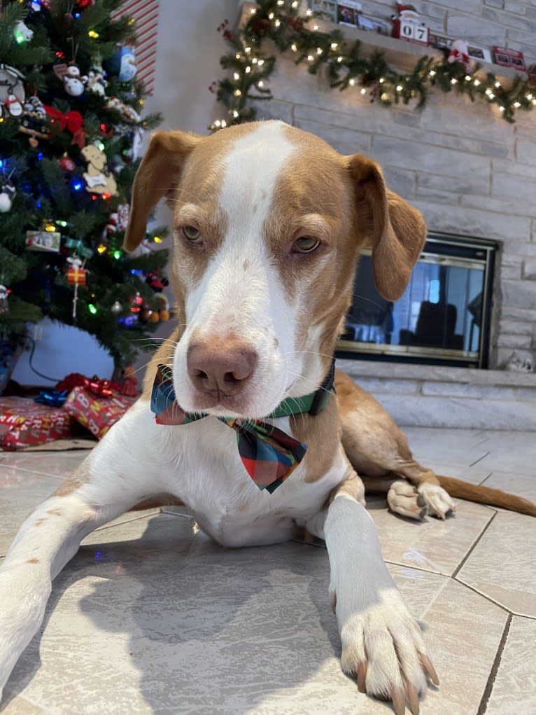 Max, a Labrador Retriever and American Pit Bull Terrier mix tested with EmbarkVet.com