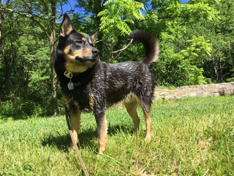 Billy, a Siberian Husky and Labrador Retriever mix tested with EmbarkVet.com