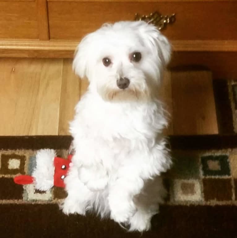 Oden, a Maltese tested with EmbarkVet.com