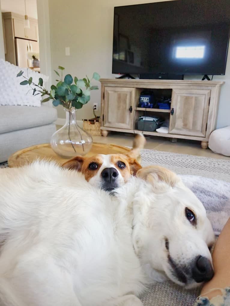 Finley, a Great Pyrenees and Border Collie mix tested with EmbarkVet.com