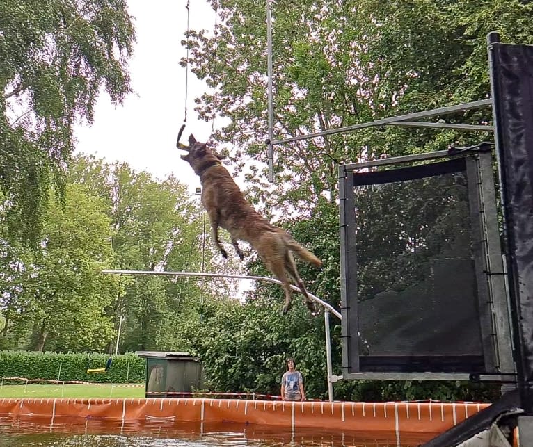 Xanu, a Dutch Shepherd and Belgian Malinois mix tested with EmbarkVet.com