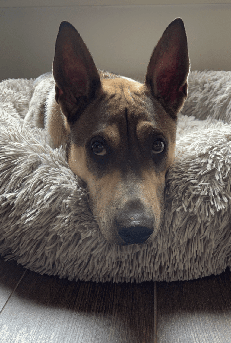 Miso, a Hong Kong Village Dog tested with EmbarkVet.com