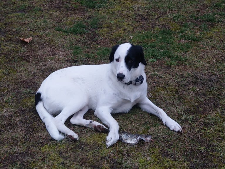 Colby Marie, a Great Pyrenees and Australian Cattle Dog mix tested with EmbarkVet.com
