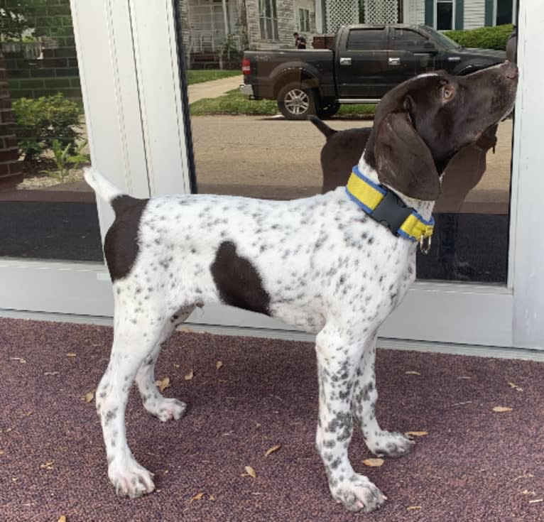 Jack, a German Shorthaired Pointer tested with EmbarkVet.com