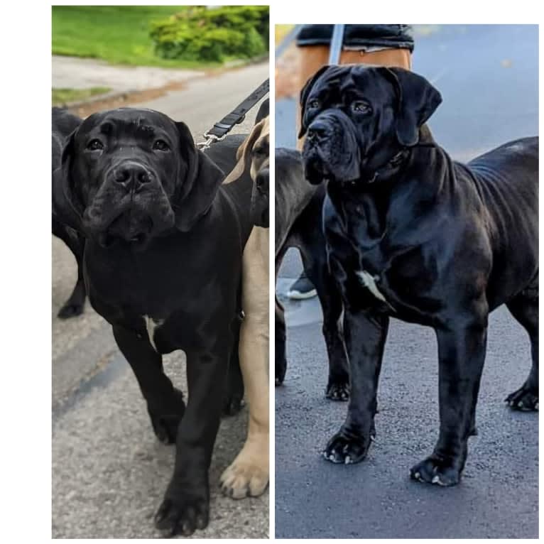 Jabali Boland, a Boerboel tested with EmbarkVet.com