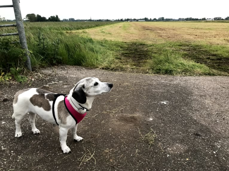 Patti, an Eastern European Village Dog tested with EmbarkVet.com