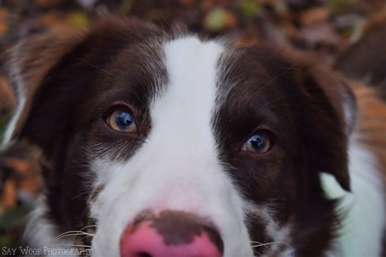 Tate, an Australian Shepherd tested with EmbarkVet.com