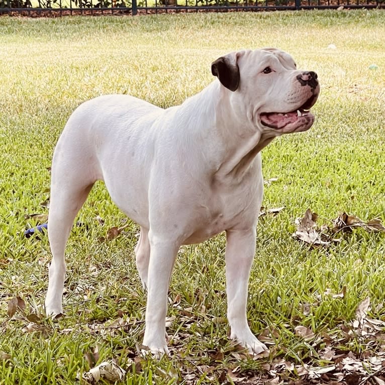 Callie, an American Bulldog tested with EmbarkVet.com