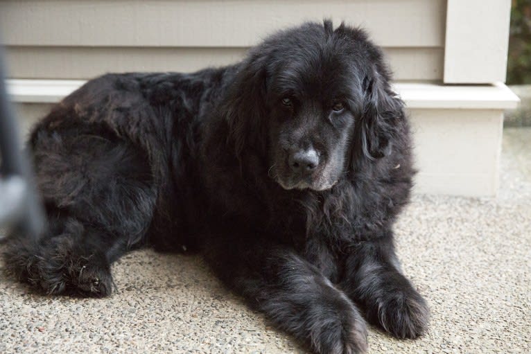 Ellie, a Golden Retriever and Tibetan Mastiff mix tested with EmbarkVet.com