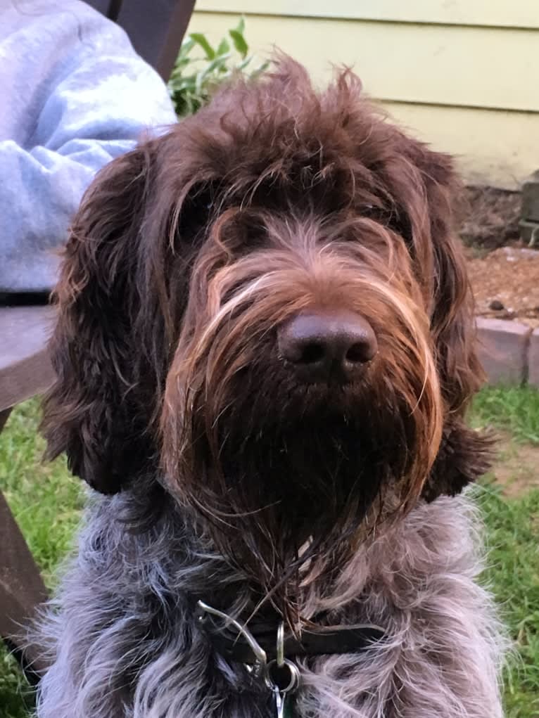 Purdey, a Wirehaired Pointing Griffon tested with EmbarkVet.com