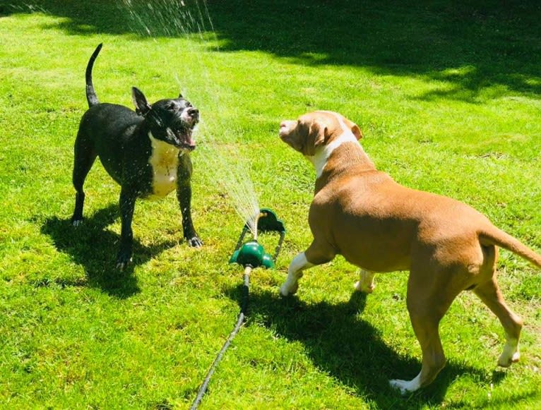 Journey, an American Pit Bull Terrier and American Staffordshire Terrier mix tested with EmbarkVet.com