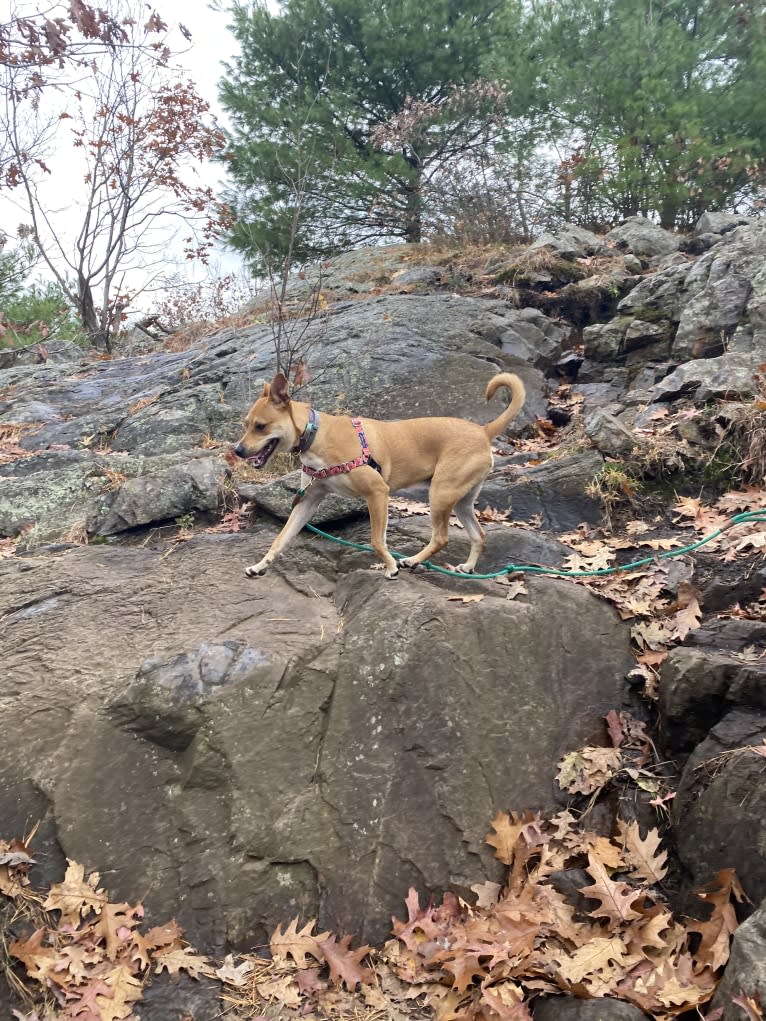 Poppy, an Australian Cattle Dog and American Pit Bull Terrier mix tested with EmbarkVet.com