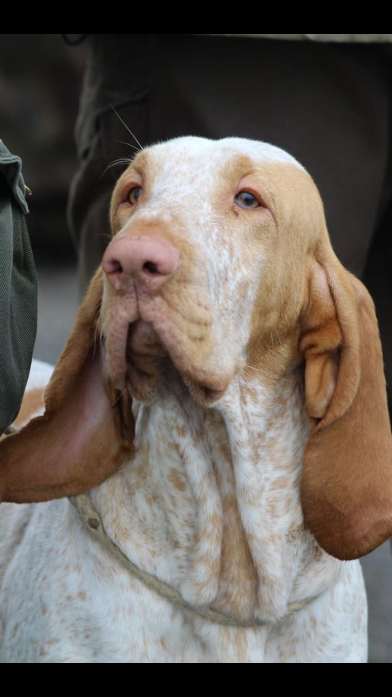 Riva, a Bracco Italiano tested with EmbarkVet.com