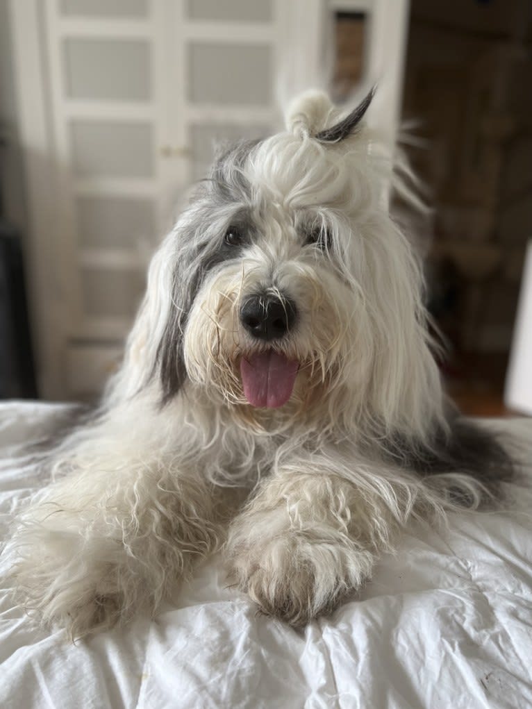 Arlo, an Old English Sheepdog tested with EmbarkVet.com