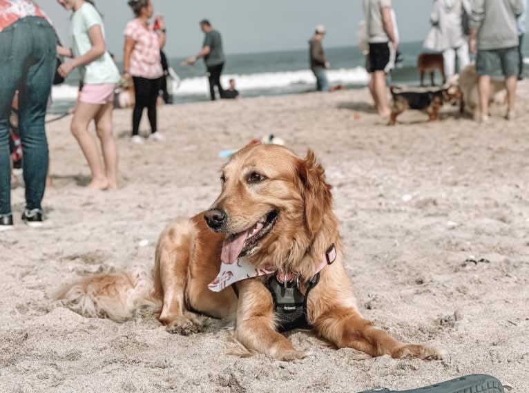 Marley, a Golden Retriever tested with EmbarkVet.com