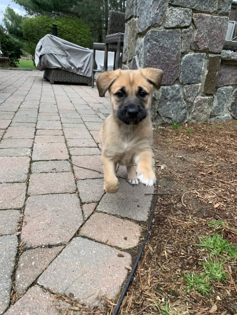 Nikki, a German Shepherd Dog and Chow Chow mix tested with EmbarkVet.com