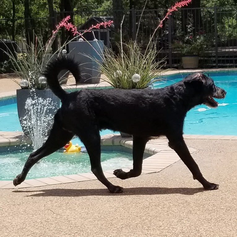 Laszlo, a Greater Swiss Mountain Dog and Poodle (Standard) mix tested with EmbarkVet.com