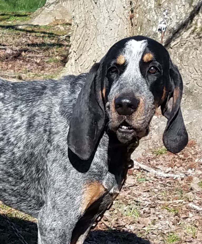 Photo of Bawling Barkley, a Bluetick Coonhound  in Georgia, USA