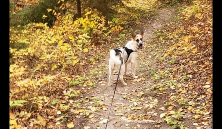 Hemi, a Siberian Husky and German Shepherd Dog mix tested with EmbarkVet.com