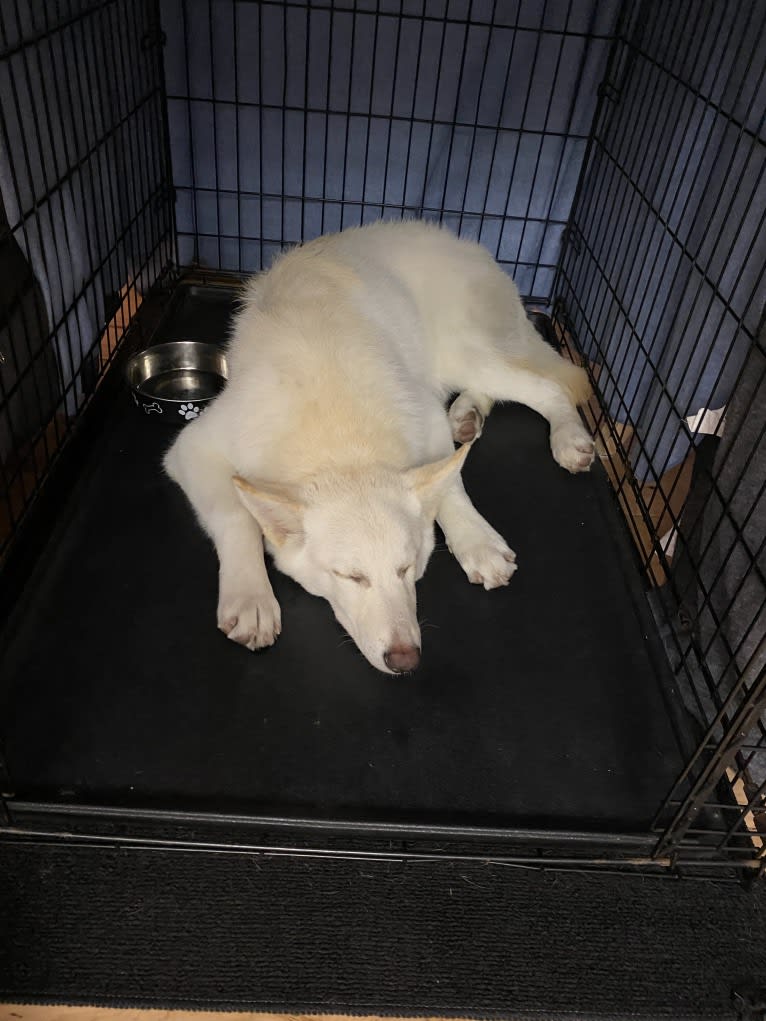 Walter White, a German Shepherd Dog and Alaskan Malamute mix tested with EmbarkVet.com