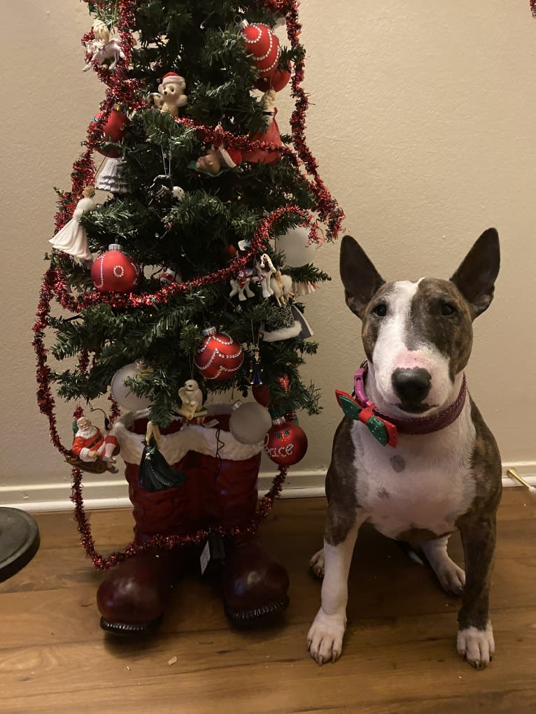 Laila, a Miniature Bull Terrier tested with EmbarkVet.com