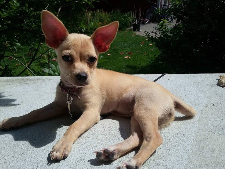 Tia, a Chihuahua and Pomeranian mix tested with EmbarkVet.com