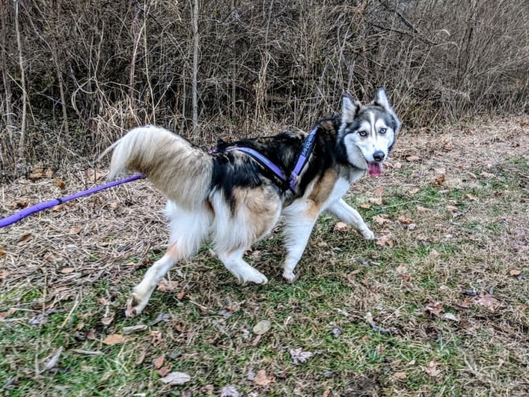 Wild Side of the Moon (Aleuna) a dog tested with EmbarkVet.com