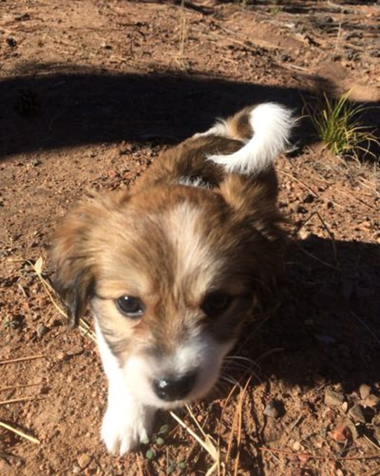 Winham’s Cowboy Cody of Cowgirl Cotons, a Coton de Tulear tested with EmbarkVet.com